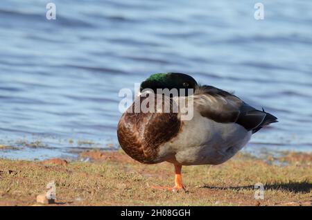 Mallard, Anas platyrhynchos, male sleeping Stock Photo