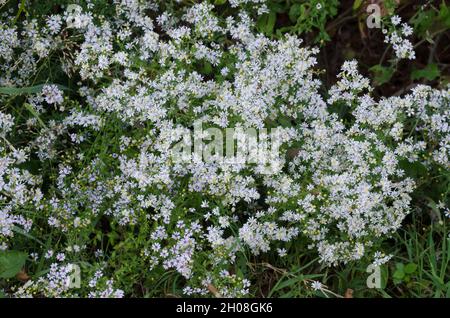 White Heath Aster, Symphyotrichum ericoides Stock Photo