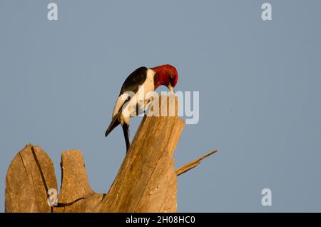 Red-headed Woodpecker, Melanerpes erythrocephalus, stashing food in top of dead tree Stock Photo