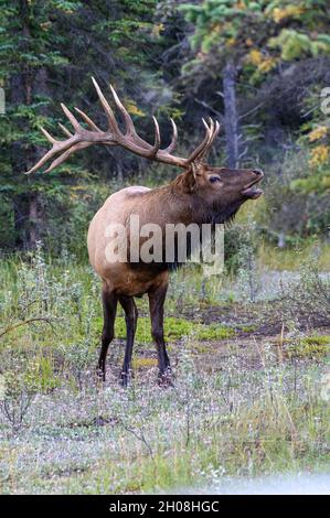 A magnificent bull elk standing bugling Stock Photo