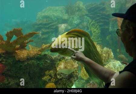 Brooklyn, NY, USA. 11th Oct, 2021. A Moray Eel, shown here at The New York Aquarium in Coney Island Brooklyn.It is one of the most dangerous of the eel family. (Credit Image: © C. Neil Decrescenzo/ZUMA Press Wire) Stock Photo