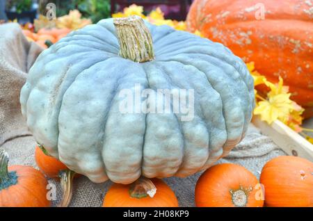 Closeup of blue pumpkin Halloween display with orange pumpkins. Stock Photo