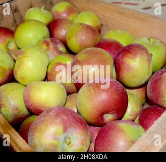 Crisp MacIntosh apples from New York's Hudson Valley shipped in a wooden box. Stock Photo