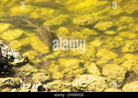 Armored Catfish is also called Sailfin Catfish, the vermiculated Sailfin and the Hypostomus (Plecos). This invasive species is found in Florida. Stock Photo