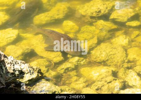 Armored Catfish is also called Sailfin Catfish, the vermiculated Sailfin and the Hypostomus (Plecos). This invasive species is found in Florida. Stock Photo
