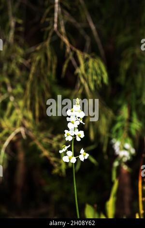 White arrowhead flower called Sagittaria latifolia in a marsh in Southwestern Florida. Stock Photo