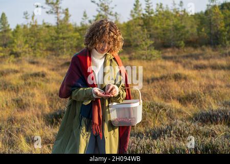 Picking harvest of cranberries on swamp: young woman holding basket and ripe red berries in hands Stock Photo