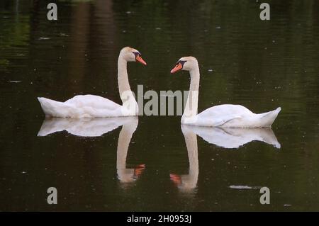 Two swans swimming facing each other with water reflection Stock Photo