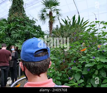 Niagara Falls, Canada - October 10, 2021: A butterfly rests on a visitor's cap at the Niagara Falls Butterfly Conservatory Stock Photo