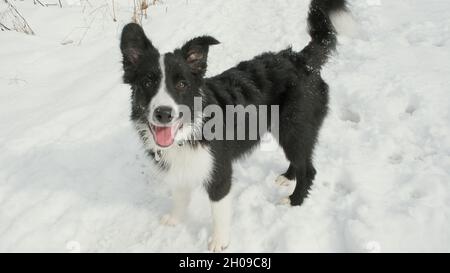 Cute, funny border collie puppy stands in the snow. The camera takes a close up Stock Photo
