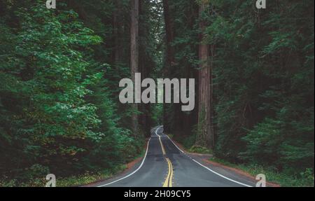 The Avenue of the Giants Scenic Highway in Northern California, United States, Running Through Humboldt Redwoods State Park. Stock Photo
