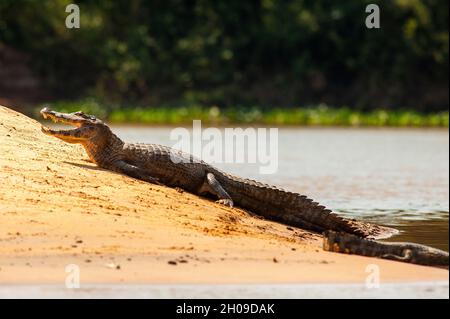 Alligator taking a sunbath on the banks of the Tres Irmãos River, Pantanal, Mato Grosso, Brazil Stock Photo