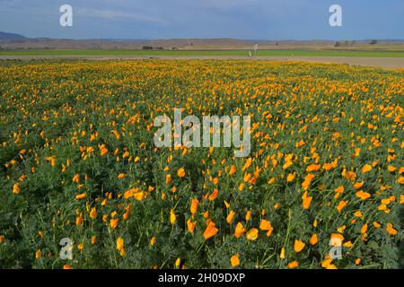 A beautiful field of California poppies (Eschscholzia californica), near King City CA Stock Photo