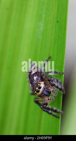 vertical macro shot of a golden-brown jumping spider standing on a green leaf ready to jump while looking at the camera during daytime Stock Photo