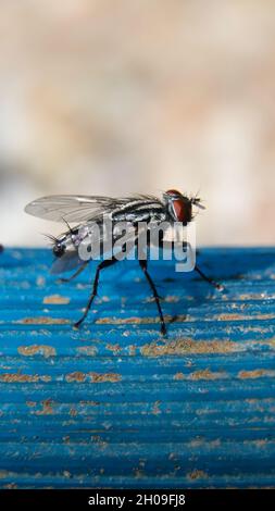 vertical macro shot of a common flesh fly with its black and white body and red eyes sitting on a blue pipe and looking at the camera during daytime Stock Photo