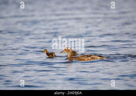 wild bird duck mallard with ducklings swimming across the pond, anas platyrhynchos, family in golden sunset color on spring pond. Czech Republic, Euro Stock Photo