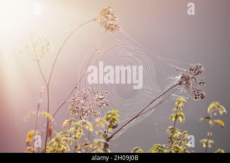 Close-up of a cobweb, spider web in sun, idyllic landscape and fog during sunrise in the morning Stock Photo
