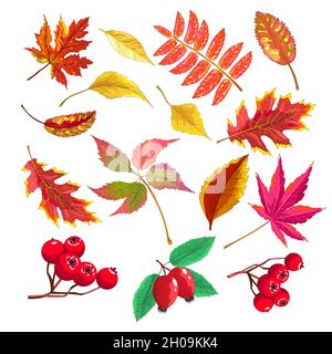 Various autumn leaves, berries of viburnum and wild rose on a white background. Collection of autumn leaves. Stock Vector
