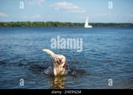 Labrador Retriever dog running through water creating huge splash and water droplets Stock Photo
