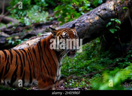 Shanghai. 11th Oct, 2021. Photo taken on Oct. 11, 2021 shows a South China tiger at the Shanghai Zoo in east China's Shanghai. The South China tiger is a rare kind endemic to China and is on the national first-class protection list. Currently, a total of 28 South China tigers are living in the Shanghai Zoo. The zoo has recorded each tiger's information and established a gene bank for research, and tigers are treated and bred in a scientific way. Credit: Zhang Jiansong/Xinhua/Alamy Live News Stock Photo