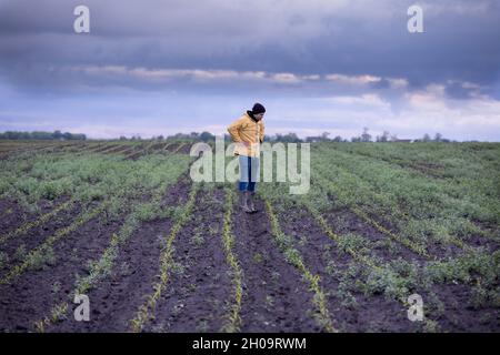 Unsatisfied farmer standing in corn field with lot of weed in spring Stock Photo