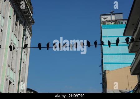 '03.11.2015, Myanmar, , Yangon - A flock of pigeons sits side by side on a telephone line in the center of the former capital Yangon. 0SL151103D002CAR Stock Photo