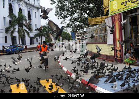 '27.07.2013, Myanmar, , Yangon - A cyclist rides through a flock of pigeons in front of the Sule Pagoda in the center of the country's economic capita Stock Photo