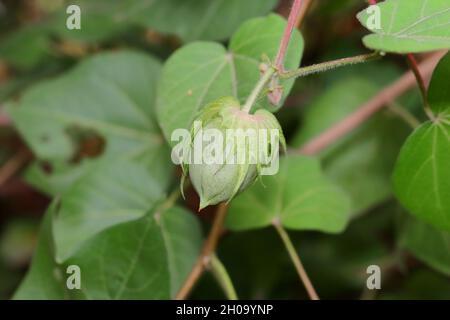 Close up of Raw cotton fruit or ball on a cotton plant in the cotton field . close -up of cotton crop planted in field ,india Stock Photo