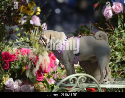 White Pug pet dogs posing for photos during Chelsea in Bloom annual floral art show and flower shower in the shops and streets of Chelsea put on to co Stock Photo