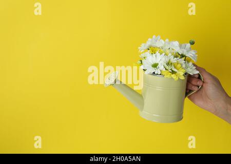 Female hand holds watering can with chrysanthemums on yellow background. Stock Photo