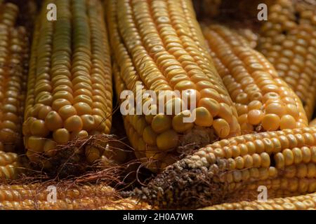 Close-up of several harvested corn cobs, corn yield in autumn, rows of grains on the corn cob Stock Photo