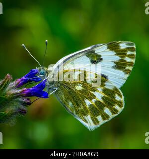 White green butterfly on a blue flower closeup eye  Stock Photo