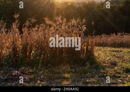 Cornfield in the fall with a lens flare Stock Photo - Alamy