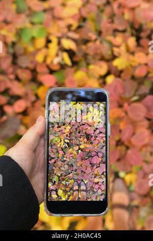 Carpet Of Autumn Leaves. Woman Taking Photo By Smartphone Stock Photo