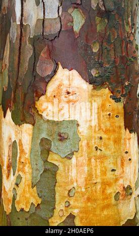 Closeup of the bark of a eucalyptus tree Stock Photo