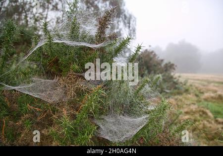 Spider webs in woodlands Stock Photo