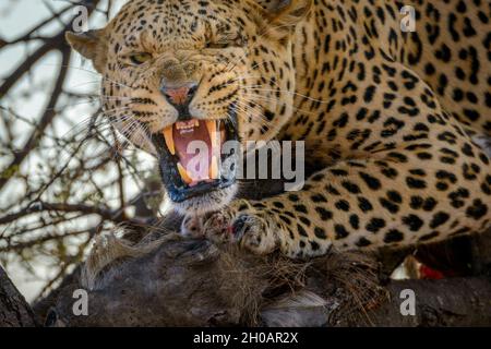 Leopard (Panthera pardus) snarling while feeding on a common warthog (Phacochoerus africanus). Mashatu Game Reserve. Northern Tuli Game Reserve. Botsw