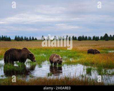 Coastal brown bear, also known as Grizzly Bear (Ursus Arctos) female and cubs feeding on grass. South Central Alaska. United States of America (USA).