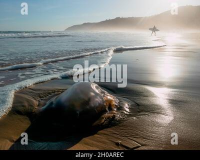 Jellyfish washed up on the beach at Wilderness (Wildernis) In the background, a surfer walks out of the sea. Western Cape. South Africa Stock Photo