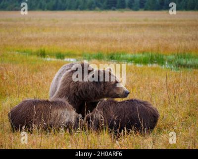Coastal brown bear, also known as Grizzly Bear (Ursus Arctos) female and cubs. South Central Alaska. United States of America (USA).
