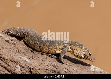 Nile monitor (Varanus niloticus), aka, African small-grain lizard, water leguaan, river leguaan, or leguaan. North West Province. South Africa
