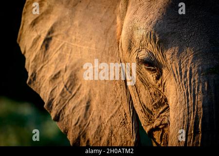 African bush elephant (Loxodonta africana), also known as the African savanna elephant or African elephant. Botswana Stock Photo