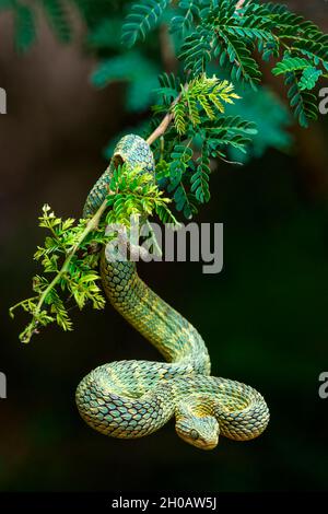 Premium Photo  Venomous bush viper atheris squamigera on tree