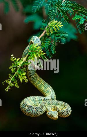 The Reptile Report - The variable bush viper (Atheris squamigera) is an  almost dragon-like venomous snake species found in a variety of colors  across their range in West and Central Africa. Photo