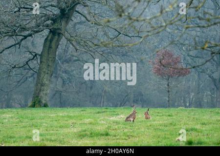 Brown hare (Lepus europaeus) sitting in a meadow, England Stock Photo