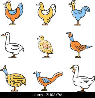 Domesticated birds RGB color icons set Stock Vector