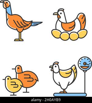 Domestic hens RGB color icons set Stock Vector