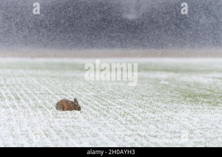 European brown hare on field at snow fall, Lepus europaeus, Germany, Europe Stock Photo