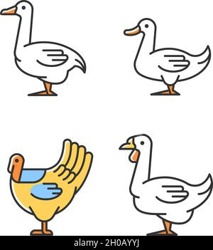 Waterfowl RGB color icons set Stock Vector