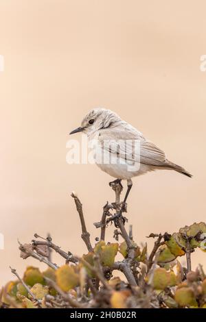 Tractrac Chat (Emarginata tractrac), Dorob National Park, Swakopmund, Namibia, Africa